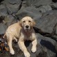 TOWANDA EN LA PLAYA
