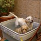 INDIA Y TOWANDA EN SU BAÑERA