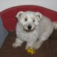 Barni Bicho Maltes grande  6 anos buscando novia?