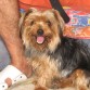 Simba,papa de Gismo(fallecido)