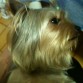 perfil de henrri dook... 
