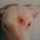 En menos de 2 semanas mi Bull terrier a sufrido una mutacion del Bulto, la crema no sirve de nada. Opto por yevarlo a la semana i media de la aparicion de un simple granito sin mas.. en un orificio en carne viva de mas de 1 cm y medio de diametro. con visibilidad de infeccion al rededor, pienso lo peor, puede que sea un Carcinoma de células escamosas: 
Frecuente en perro y gato.Comun en gatos blancos o en perros de capa blanca (Dálmata), de vida exterior o bien con despigmentación nasal asociada a LES y otras enfermedades despigmentantes (nariz del Collie). Los tumores de las células escamosasse presentan en áreas de la piel que han estado expuestas al sol, a menudo en la parte superior de la nariz, puntas de las orejas o zonas despigmentadas con poco pelo,ej.zona inguinal. Normalmente solitarios en el perro y en diversas localizaciones; en el gato frecuentemente aparecen en la región facial y pueden ser proliferativos o ulcerativos. La quemadura solar crónica se manifiesta como dermatitis actínica caracterizada por hiperemia, engrosamiento cutáneo y descamación. Este estado es preneoplásico y si la exposición continúa, evoluciona en meses a años al carcinoma in situ y finalmente al carcinoma invasivo. Por lo general, este cáncer aparece como un abultamiento rojizo y duro. A veces el tumor puede tener un aspecto escamoso, o puede sangrar o desarrollar una costra. 
Los tumores de células escamosas pueden diseminarse a los ganglios linfáticos en el área (los ganglios linfáticos son estructuras pequeñas en forma de frijol que se encuentran en todo el cuerpo y cuya función es producir y almacenar células que combaten la infección). Info. sacada de VeterinariosPet.com es la mejor definicion a lo que tiene mi perro, mañana tenemos hora... a ver si no es esto... ojala.