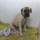 Antes de Adoptarlo,en la perrera de Gesser (Cadiz).