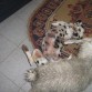 con la panza para arriba jugando con la burbuja:)