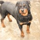 Nombre Tysson
Raza Grande rottweiler
Muy Jugeton
Tultitlan edo mex