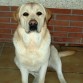 Rony, labrador