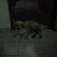 toy cuidando.
