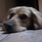 descansando, despues de un baño.