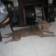 basicamente........soy un perro super relajado y muy amigable
