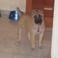 Nala 4 meses