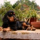 Como veis en la foto, Pablo es un gran modelo canino y le encanta posar para las fotos... que elegancia!!