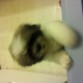 My Shithzu killer ya tiene 3 meses 
