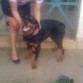 Candy.
Rottweiller hembra de 10 meses, padres con pedigree.