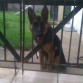 Blackie.
Pastor Aleman hembra de 6 meses, padre con pedigree.