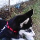 Paseando a Hunter En El Parque