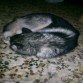 Y por la noche cansada de jugar se hacia su bolita y a descansar ;)