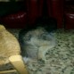 Como no la dejaron dormir en su sofá favorito se enfadó y decidió meter la cabeza entre los dos sofás :p