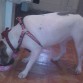 Comiendo su cocretas