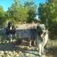 thor y xena