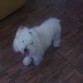 Mi hermoso pompón.. lara