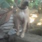 mi perro aquiles con 8 meses