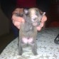 Mi nuevo bebe cruce de chihuahua y pomerania
