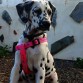 Kira con 3 meses (primer día de exploración fuera de casa)