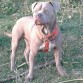 Canelo 