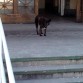 Negra, 15 años cuidando la puerta del Hospital Pte. Perón de Avellaneda, siempre atenta para ladrar.
Nos llegó la hora de descansar, yo me jubilé y vos fuiste a cuidar otras puertas en otros espacios. Un lujo haberte conocido, ¡Chau! (Fallecida).