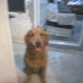 es un perro golden retriveen
