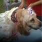 Masage en jardin botanico caguas act de perritos