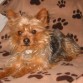 soy muy guapo! De color canela la cabeza y las patitas ,  y de  negro y plateado  el lomo. Soy muy simpatico y juguetón. Me encanta relacionarme con los demás perros, sobre todo las hembras, pero me asustan un poco los perros grandes.