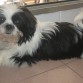 es un shih tzu blanco y negro con las orejas y las barbas un poco marrones con un mechon blanco en la cabeza y la cola es mu majoo