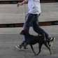 Exposición canina St. Fost de Campsentelles 2010
Viel de Caprichitos
Clase Joven: EXC 1º 