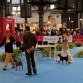 Exposición canina Fira de Barcelona 2011
Viel de Caprichitos
Clase Intermedia: EXC 1º 