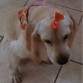Hola soy estrella tengo 2 anos y mi mama me rescato de la calle y ahora soy la nena