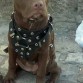 ;) %100 pitbull