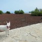 Con su amiga Loba(Lobo Herreño)