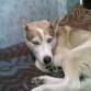 la misma hermosa perrita
