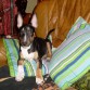 thor con 4 meses