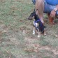 thor jugando en el parque con 2 meses 
