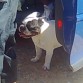 un buen amiguito