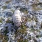 DANKO COMIENDO NIEVE 