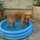 Mi niño en verano en su piscina jajajajaja disfruta como nadie