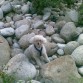 En el río medio camuflado con las piedras