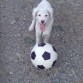perro futbolista xD