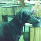 Nombre: Reina 
edad: 4años
ciudad: Montevideo
pais: Uruguay
Obediente♥Mimosa♥Guardiana♥
