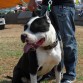 El es mejor ejemplar de American Pit Bull Terrier k conosco 