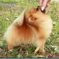 Cria Selectiva y Familiar de Pomeranias Lineas Americanas.