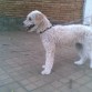 Paseando